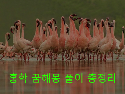 홍학 꿈해몽 풀이 총정리