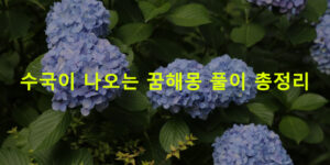 수국이 나오는 꿈해몽 풀이 총정리