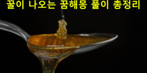 꿀이 나오는 꿈해몽 풀이 총정리