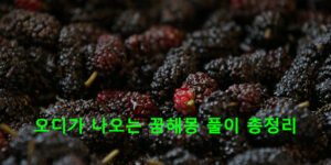 오디가 나오는 꿈해몽 풀이 총정리