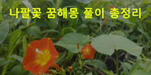 나팔꽃 꿈해몽 풀이 총정리