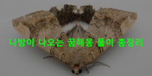 나방이 나오는 꿈해몽 풀이 총정리