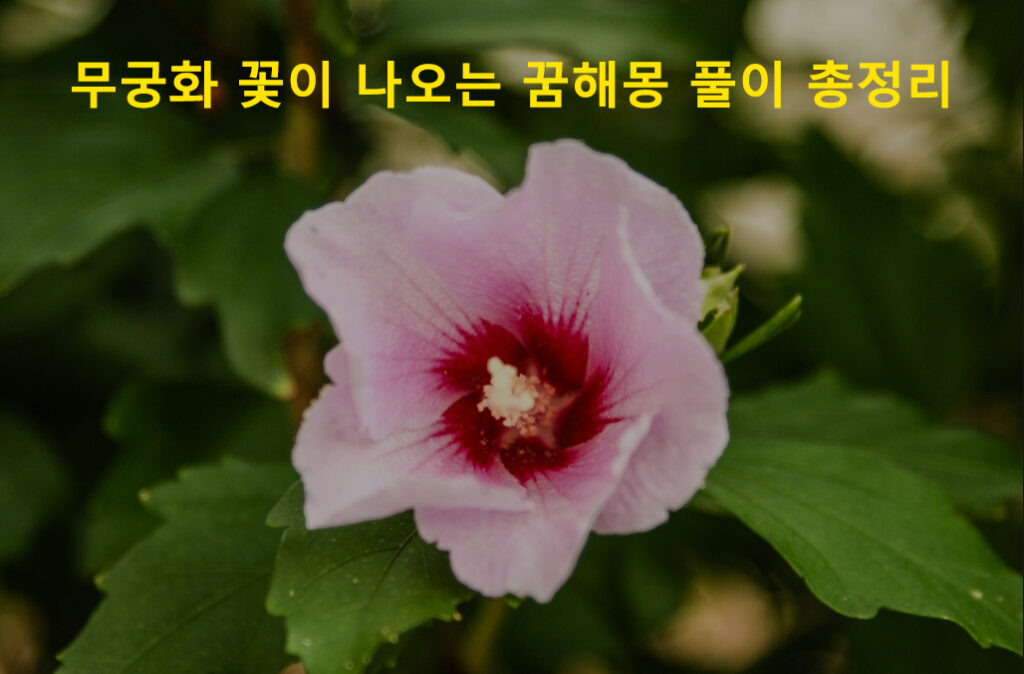 무궁화 꽃이 나오는 꿈해몽 풀이 총정리