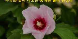 무궁화 꽃이 나오는 꿈해몽 풀이 총정리