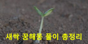 새싹 꿈해몽 풀이 총정리