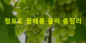 청포도 꿈해몽 풀이 총정리