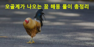 오골계가 나오는 꿈 해몽 풀이 총정리