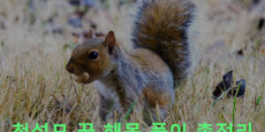 청설모 꿈 해몽 풀이 총정리