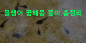 올챙이 꿈해몽 풀이 총정리