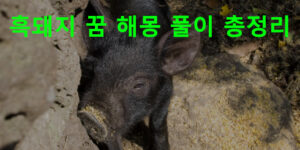 흑돼지 꿈 해몽 풀이 총정리