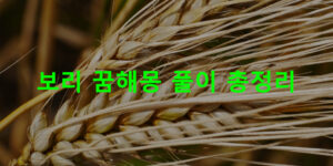 보리 꿈해몽 풀이 총정리