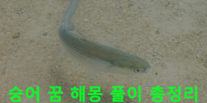 숭어 꿈 해몽 풀이 총정리