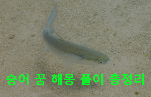 숭어 꿈 해몽 풀이 총정리