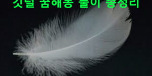 깃털 꿈해몽 풀이 총정리