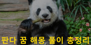 판다 꿈 해몽 풀이 총정리
