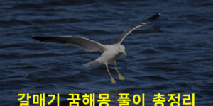 갈매기 꿈해몽 풀이 총정리
