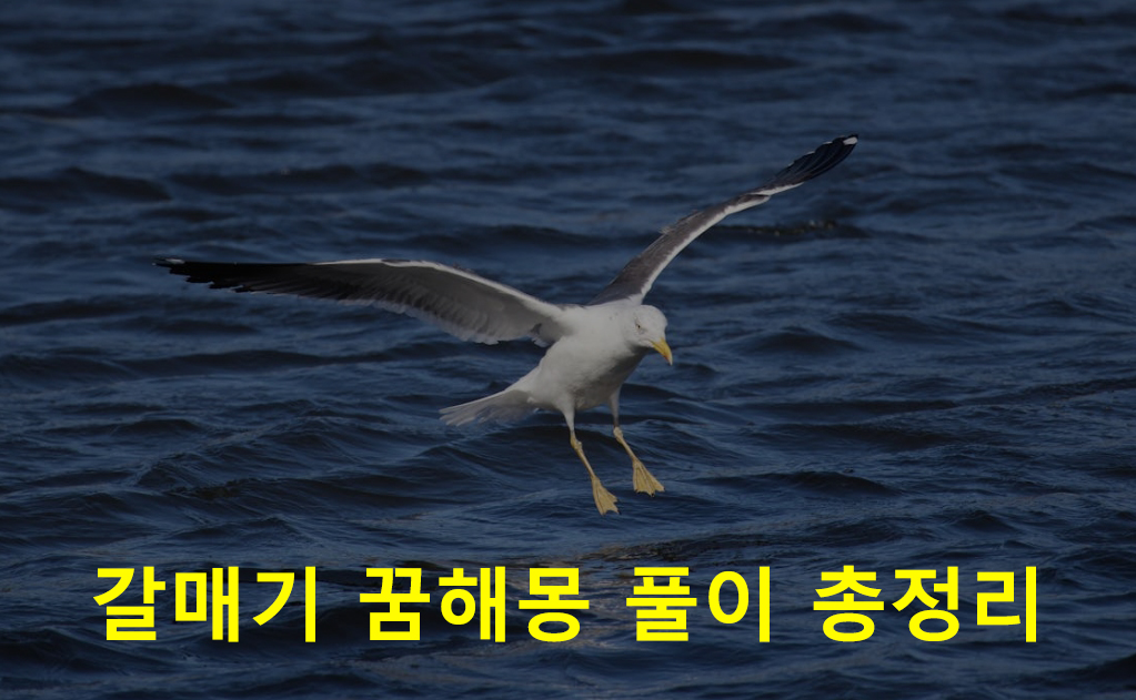갈매기 꿈해몽 풀이 총정리