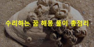 따개비 꿈 해몽 풀이 총정리
