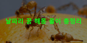 날파리 꿈 해몽 풀이 총정리