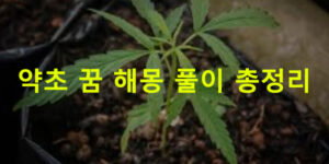 약초 꿈 해몽 풀이 총정리
