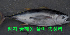 참치 꿈해몽 풀이 총정리