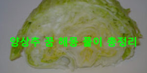 양상추 꿈 해몽 풀이 총정리