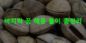 바지락 꿈 해몽 풀이 총정리