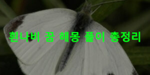 흰나비 꿈 해몽 풀이 총정리