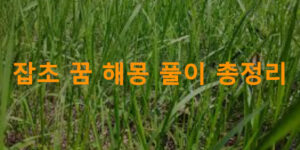 잡초 꿈 해몽 풀이 총정리