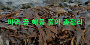 미역 꿈 해몽 풀이 총정리