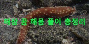 해삼 꿈 해몽 풀이 총정리
