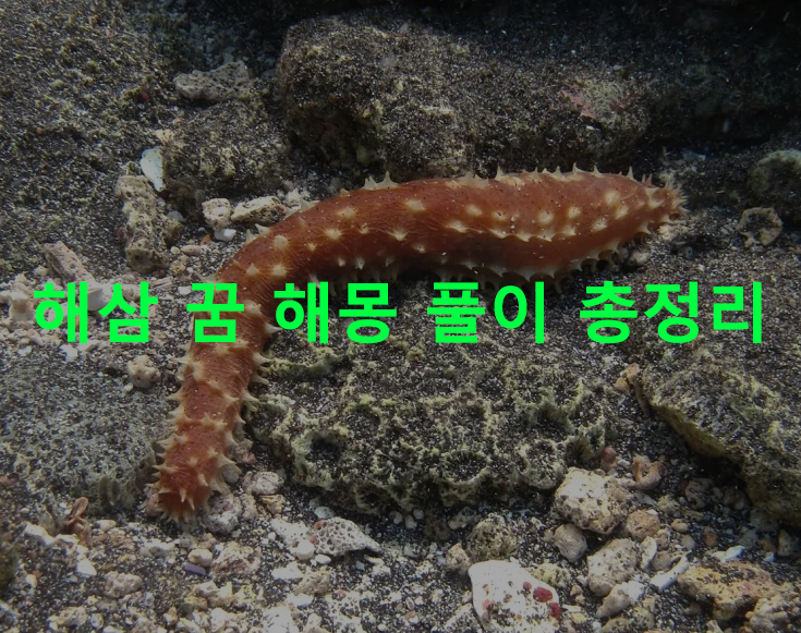 해삼 꿈 해몽 풀이 총정리