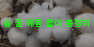 솜 꿈 해몽 풀이 총정리