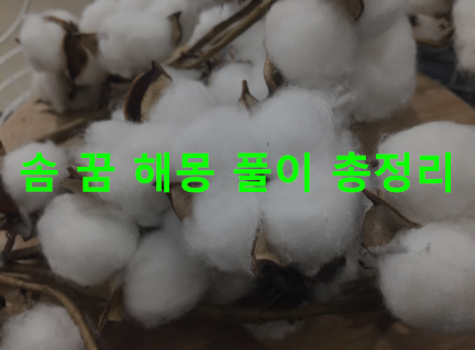 솜 꿈 해몽 풀이 총정리
