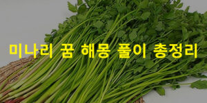 미나리 꿈 해몽 풀이 총정리