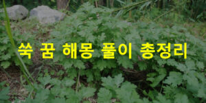 쑥 꿈 해몽 풀이 총정리