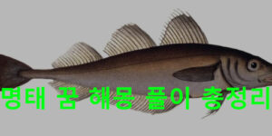 명태 꿈 해몽 풀이 총정리