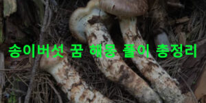 송이버섯 꿈 해몽 풀이 총정리