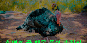 칠면조 꿈 해몽 풀이 총정리