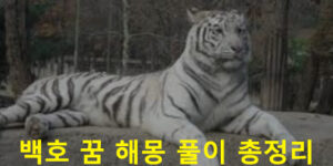 백호 꿈 해몽 풀이 총정리