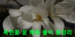 목련꽃 꿈 해몽 풀이 총정리