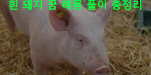 흰 돼지 꿈 해몽 풀이 총정리