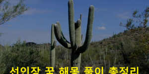 선인장 꿈 해몽 풀이 총정리
