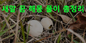 새알 꿈 해몽 풀이 총정리