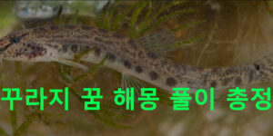 미꾸라지 꿈 해몽 풀이 총정리