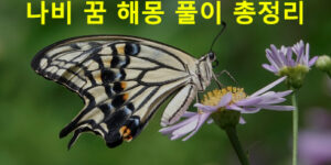 나비 꿈 해몽 풀이 총정리