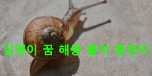 달팽이 꿈 해몽 풀이 총정리