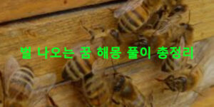 벌 나오는 꿈 해몽 풀이 총정리
