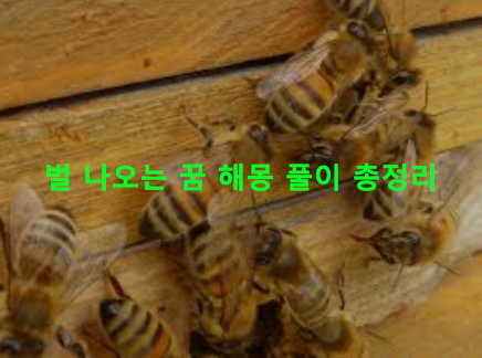 벌 나오는 꿈 해몽 풀이 총정리