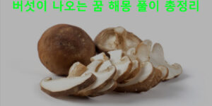 버섯이 나오는 꿈 해몽 풀이 총정리